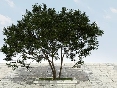 Square Tree Pit With Double Trunks Green Leaves And Stone Pavement 3d model