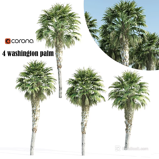 Four Washington Palm Trees For Garden Decoration And Landscape Design 3d model 