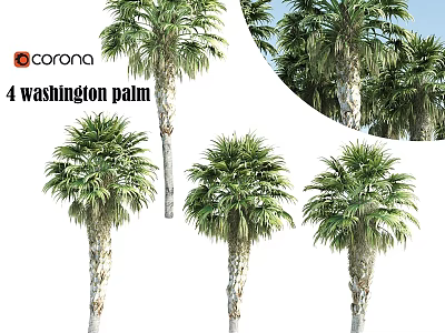 Four Washington Palm Trees For Garden Decoration And Landscape Design 3d model