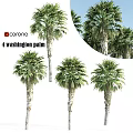 Four Washington Palm Trees For Garden Decoration And Landscape Design