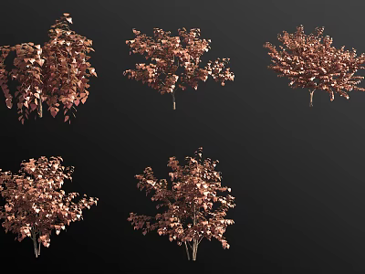 Copper Red Leaf Shrubs in Different Shapes Against Black Background as Decorative Garden Plants 3d model