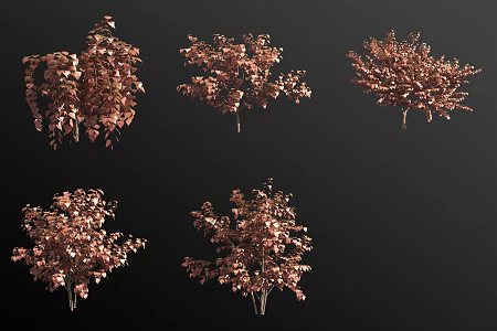 Canadian Bauhinia Shrub 3d model