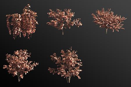 Canadian Bauhinia Shrub 3d model