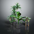 Various Indoor Houseplants With Green Leaves In Modern Pots On Dark Surface
