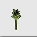 Fresh Green Celery Plant With Crisp Stalks And Lush Leafy Foliage