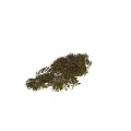 Vibrant Garden Shrub With Yellow Green Leaves And Autumn Foliage For Landscape Decor