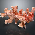 Vibrant Pink Branching Coral Polyps With Textured Surface Marine Life