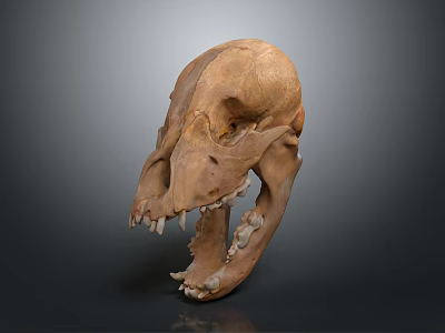 High Quality Anatomical Animal Skull Medical Device For Medical Education And Research 3d model