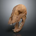 High Quality Anatomical Animal Skull Medical Device For Medical Education And Research