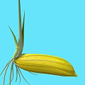 Plant Growth Stages Showing Seed Germination Seedling With Green Leaves White Roots And Blue Background