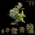 Garden Ornamental Viburnum Odoratissimum With Vibrant Foliage Various Sizes For Garden Decoration