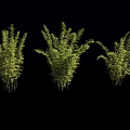 Three Lush Bamboo Clusters With Green Leaves Isolated On Black Background
