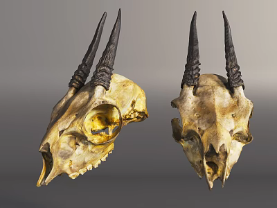 Two Animal Skulls With Black Horns Displayed As Natural Skeletal Specimens 3d model