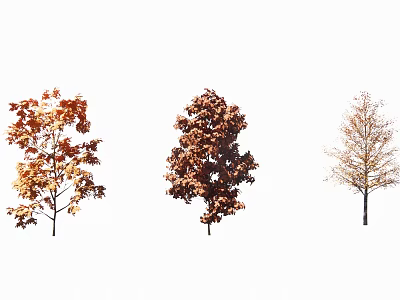 Vibrant Autumn Deciduous Trees With Red Orange Yellow Foliage For Outdoor Landscape Decoration 3d model