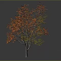 Autumn Tree With Orange And Green Leaves Standing Isolated On White Background
