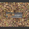Rustic Wooden Bench Surrounded by Colorful Fallen Leaves with Metal Armrests