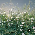 Vibrant White Flowers With Green Leaves And Tall Grasses In Natural Garden