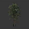 Indoor Green Plant with Multiple Trunks Lush Leaves in Dark Pot Grey Background