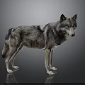 Gray Black Wolf Standing With Alert Posture On Dark 3D Rendered Background