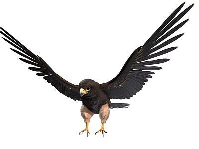 Game Movie Character Eagle with Spreading Black Wings Yellow Beak and Talons Standing Pose 3d model