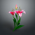 Vibrant Pink Lilies With Blooming Flowers Bud And Green Leaves Arrangement