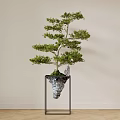 New Chinese Style Potted Plant Landscape Green Planting Pine Tree Landscape Pine Tree Courtyard Green Planting 3d model