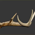 Animal Wall Decor with Natural Antler Design for Rustic Home Decoration
