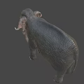 Realistic 3D Elephant Model With Detailed Skin Texture And Ivory Tusks
