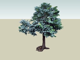 Small leaf red sandalwood shape 3d model