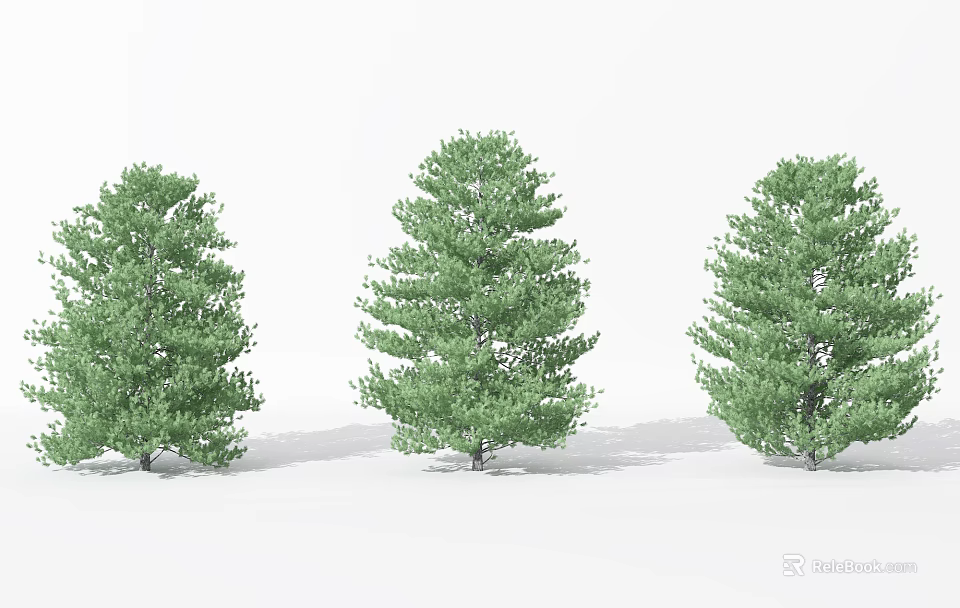 Three Tall Green Trees With Lush Foliage Against White Background 3d model 