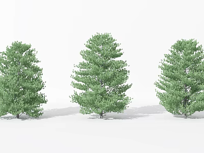 Three Tall Green Trees With Lush Foliage Against White Background 3d model