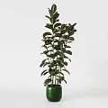 Stylish Bonsai Potted Plants with Green Leaves in White and Green Pots for Indoor Decor
