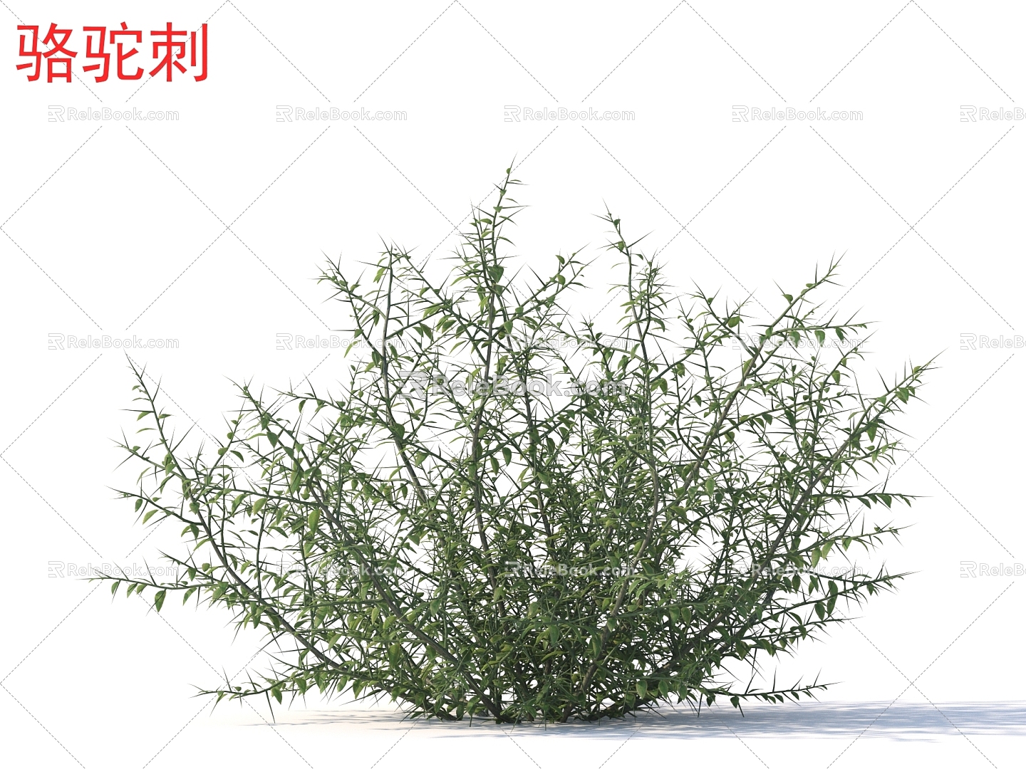 Camel thorns Flowers Shrubs Plants model