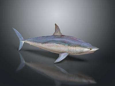Realistic Shark Model With Vibrant Purple And Blue Coloration And Shiny Surface 3d model