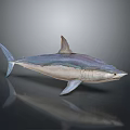 Realistic Shark Model With Vibrant Purple And Blue Coloration And Shiny Surface