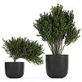 Various Types of Green Bonsai Potted Plants in Black Pots for Indoor Decoration