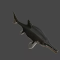 Realistic 3D Model of Aquatic Reptile With Long Snout Flippers and Gray White Coloration