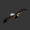Low Poly Eagle Standing With Spread Wings And Brown White Feathers