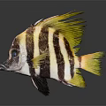 Yellow And Black Striped Fish With Yellow Fins And Blue Eyes On Dark Background
