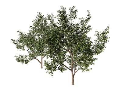Two Healthy Arbor Trees With Lush Green Foliage Strong Trunks And Vibrant Branches 3d model