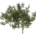 Two Healthy Arbor Trees With Lush Green Foliage Strong Trunks And Vibrant Branches