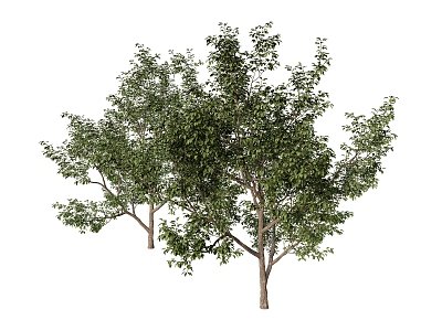 plant combination green plant tree 3d model