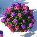 Beautiful Purple and Pink Hydrangea Flowers in Vibrant Garden Blooming Arrangement