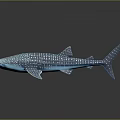 Blue And White Spotted Whale Shark Swimming In Deep Ocean Waters