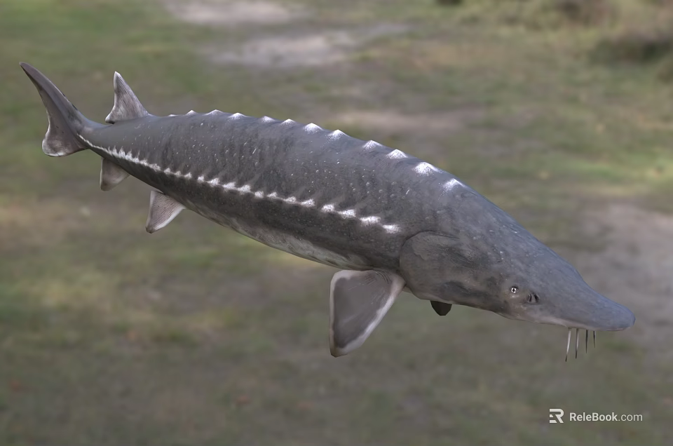 Sturgeon In Water With Gray Streamlined Body Ridge Scales And Long Snout 3d model 