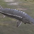 Sturgeon In Water With Gray Streamlined Body Ridge Scales And Long Snout