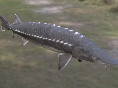 Sturgeon In Water With Gray Streamlined Body Ridge Scales And Long Snout 3d model Sturgeon In Water With Gray Streamlined Body Ridge Scales And Long Snout 3d model