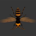 Hornet With Yellow And Black Striped Body And Transparent Wings Detailed Close Up View