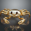 Golden Aquatic Crab With Shiny Shell Black Eyes And Textured Legs