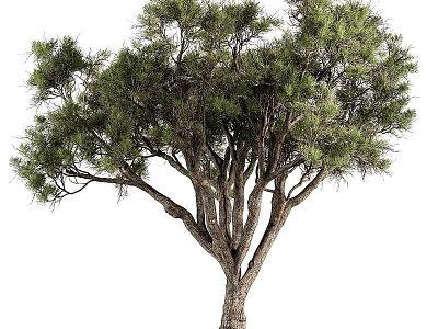 Tree Pit With Lush Green Tree And Natural Urban Landscape Design 3d model